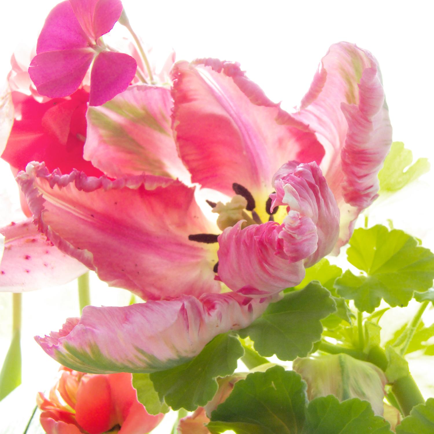 Parrot Tulip One by Judy Stalus on GIANT ART - multicolor photography; floral/still life