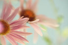 Daisy Days by Judy Stalus on GIANT ART - multicolor photography; floral/still life