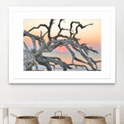 Sunrise Sentinel by Steve Vaughn on GIANT ART - multicolor photography; landscapes; coastal