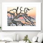 Sunrise Sentinel by Steve Vaughn on GIANT ART - multicolor photography; landscapes; coastal