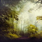 Glorious Woods by Dirk Wuestenhagen on GIANT ART - multicolor photography; landscapes