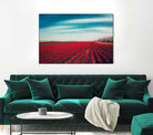 Tulips by Dirk Wuestenhagen on GIANT ART - multicolor photography; landscapes