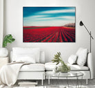 Tulips by Dirk Wuestenhagen on GIANT ART - multicolor photography; landscapes