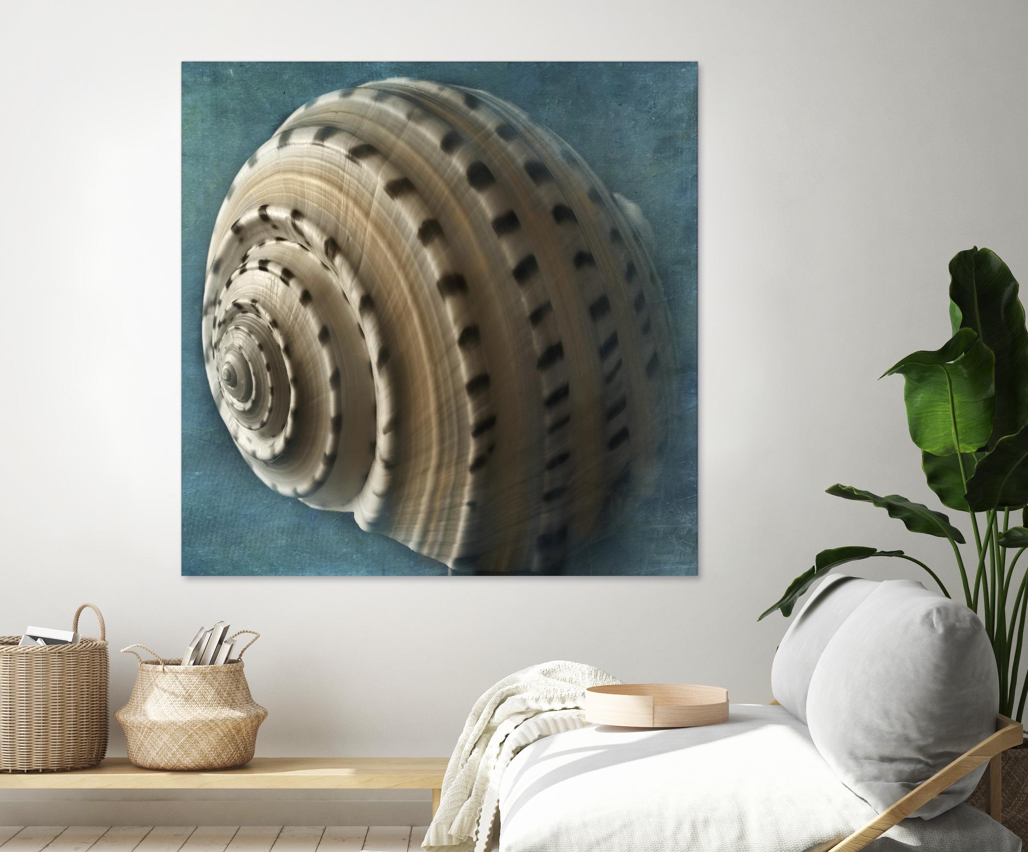 Three Shades of Blue Conch by Dennis Frates on GIANT ART - beige nautical