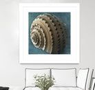 Three Shades of Blue Conch by Dennis Frates on GIANT ART - beige nautical