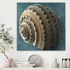 Three Shades of Blue Conch by Dennis Frates on GIANT ART - beige nautical