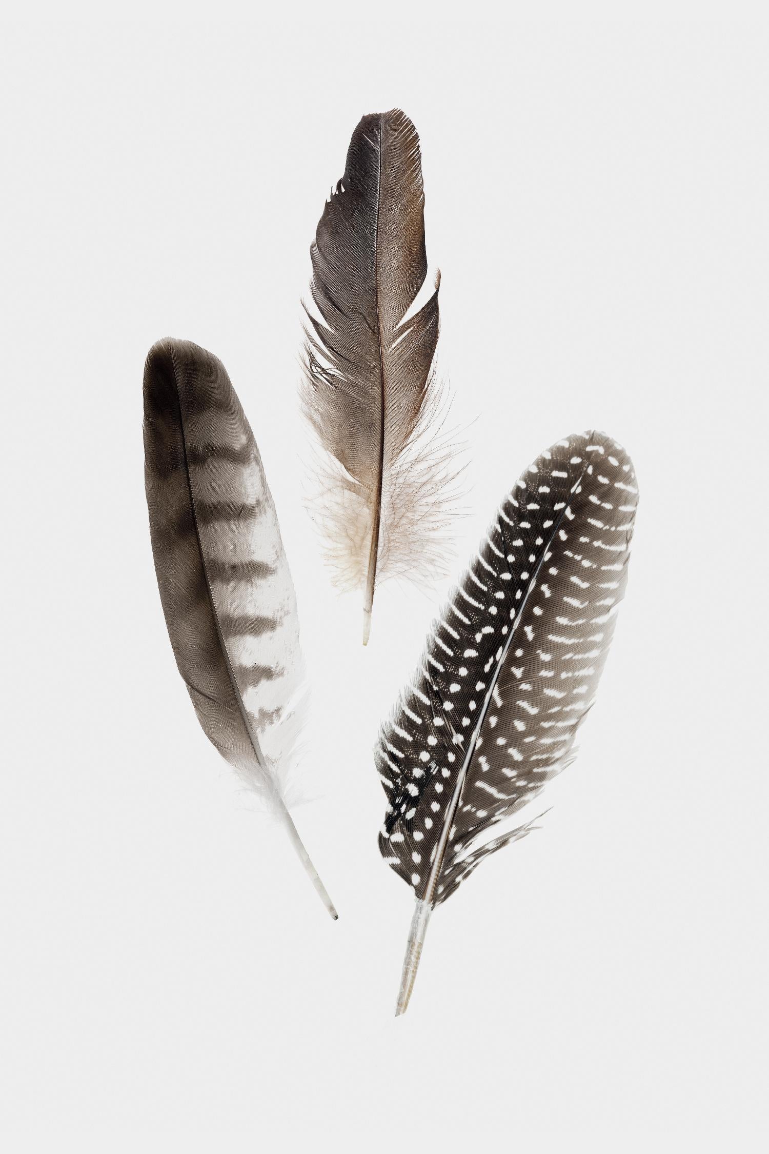 Feathers I by PI Studio on GIANT ART - brown animals