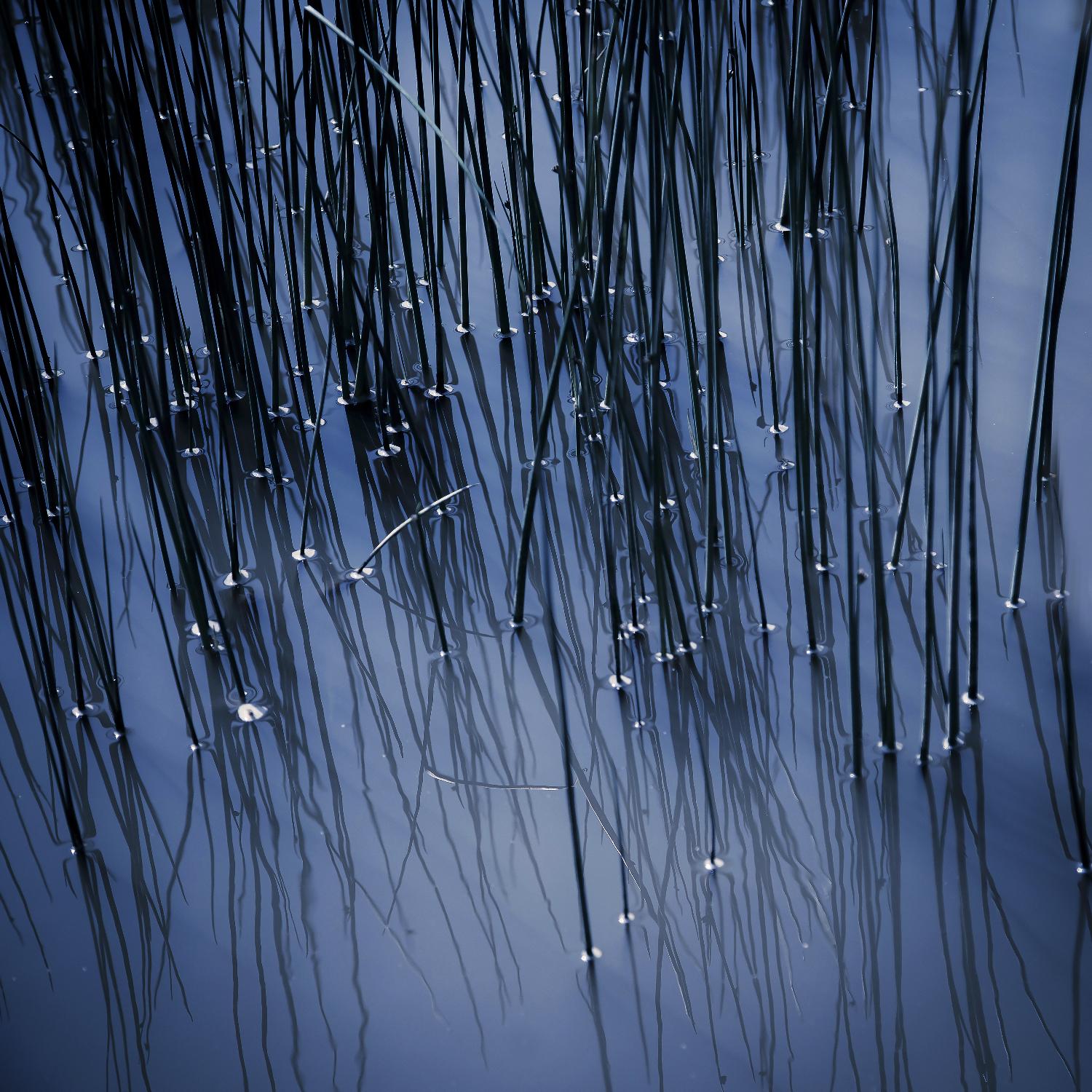 Lily Pond Blue III by Rebecca Cozart on GIANT ART - black photo art