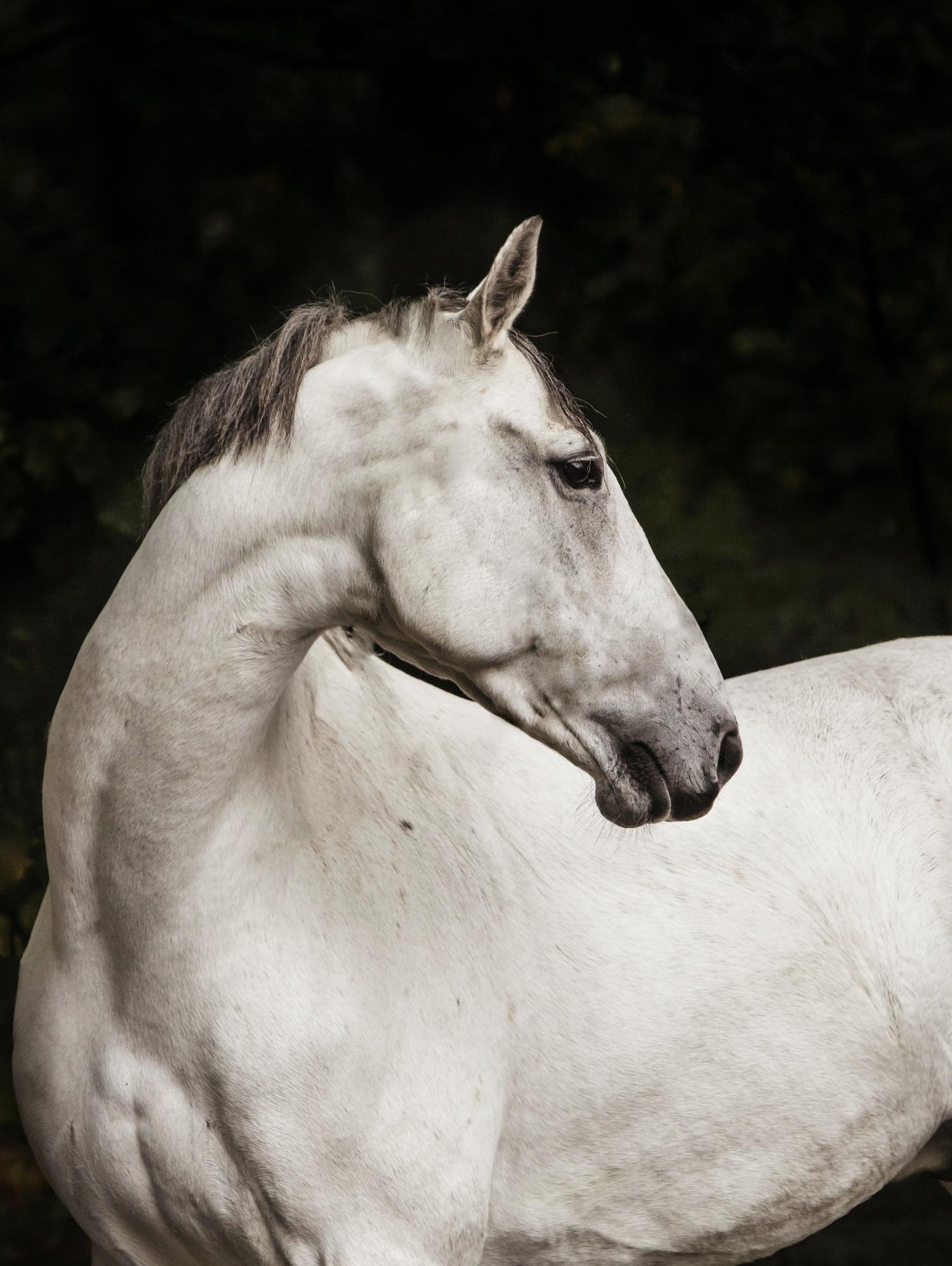 Elegant by Esther Marie on GIANT ART - white black & white horse