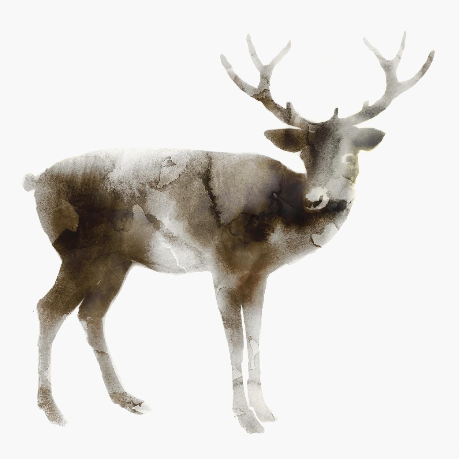 Stag by Edward Selkirk on GIANT ART - brown animals