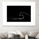 Amot - Untitled by 1X on GIANT ART - white animals