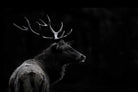 The Deer Soul by PEI 1X on GIANT ART - white black & white deer