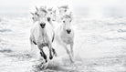 Bressy - Running in the sea by 1X on GIANT ART - white photo art