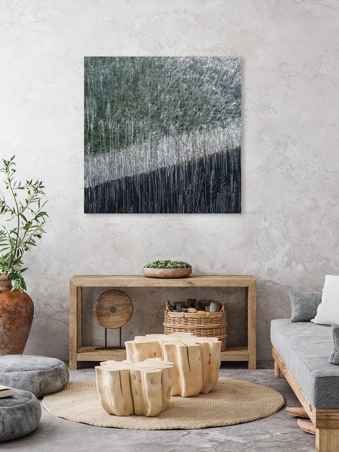 Coming back to life by 1X 1X on GIANT ART - black trees