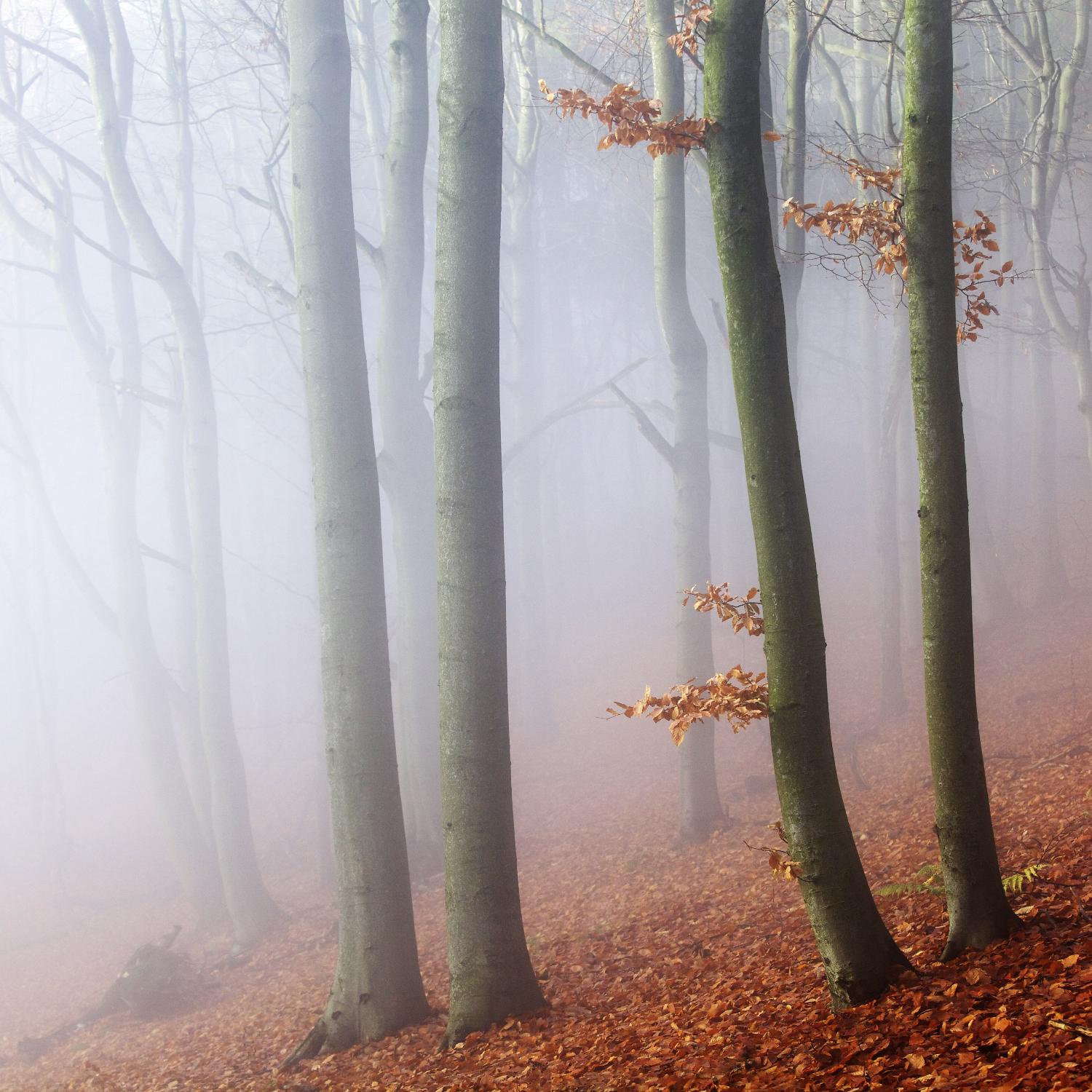 Fog by Popovsky 1X on GIANT ART - orange landscape