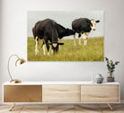 Country Cows by Andy Amos on GIANT ART - farm photography