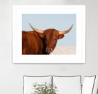 Steer by Carol Walker on GIANT ART - photography farm
