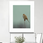 Perch by Nancy Crowell on GIANT ART - greens birds
