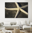 Starfish by Lori Prenner on GIANT ART - brown nautical