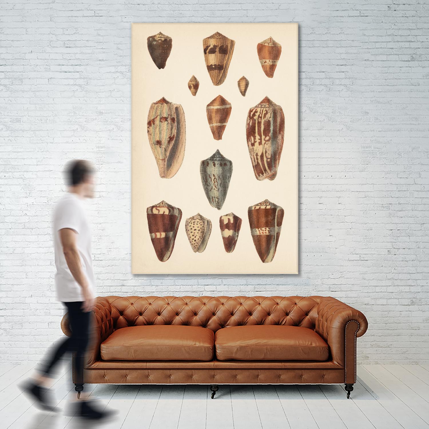 Antique Cone Shells II by Unknown on GIANT ART - beige  seashell 