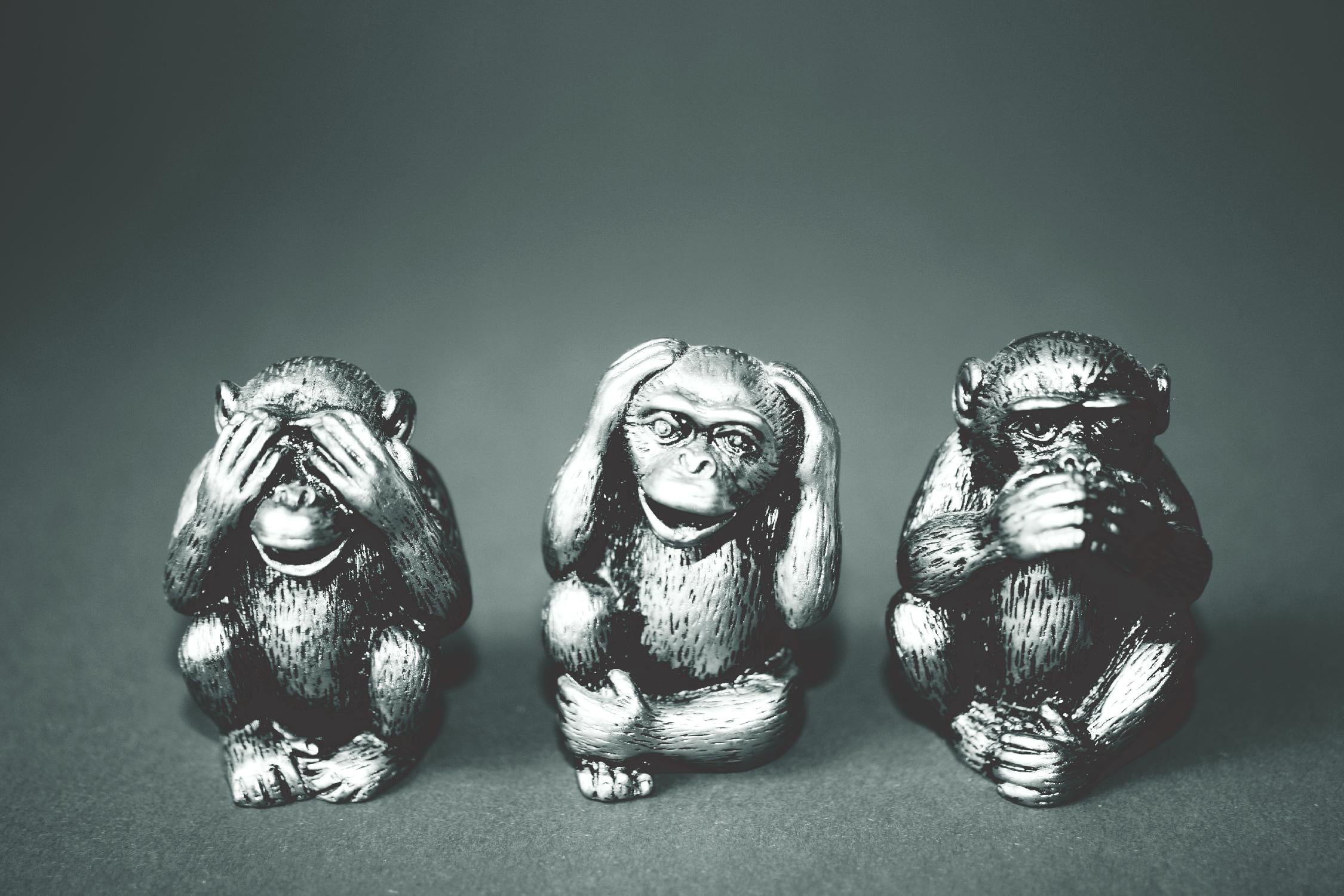 Wise monkeys by Pexels on GIANT ART - white animals