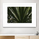 Palm by Pexels on GIANT ART - black tropical
