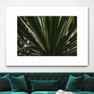 Palm by Pexels on GIANT ART - black tropical