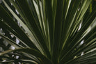 Palm by Pexels on GIANT ART - black tropical