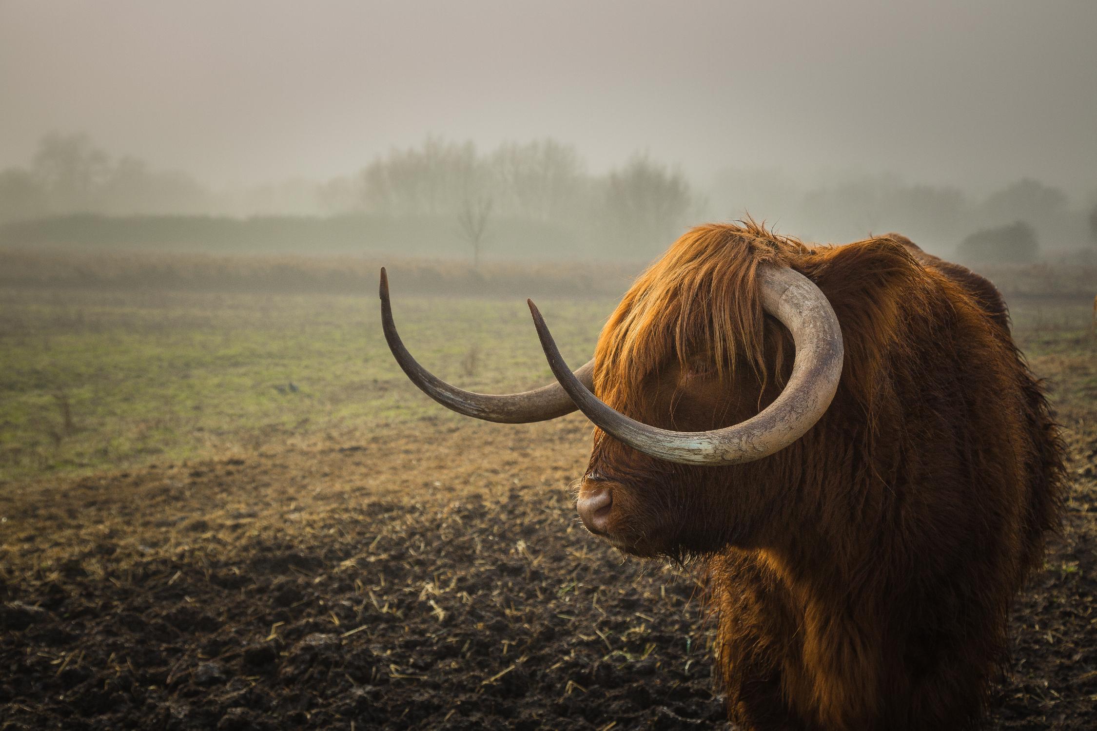 Longhorn by Pexels on GIANT ART - green animals