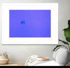 Jellyfish Jam by Pexels on GIANT ART - purple animals