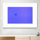 Jellyfish Jam by Pexels on GIANT ART - purple animals