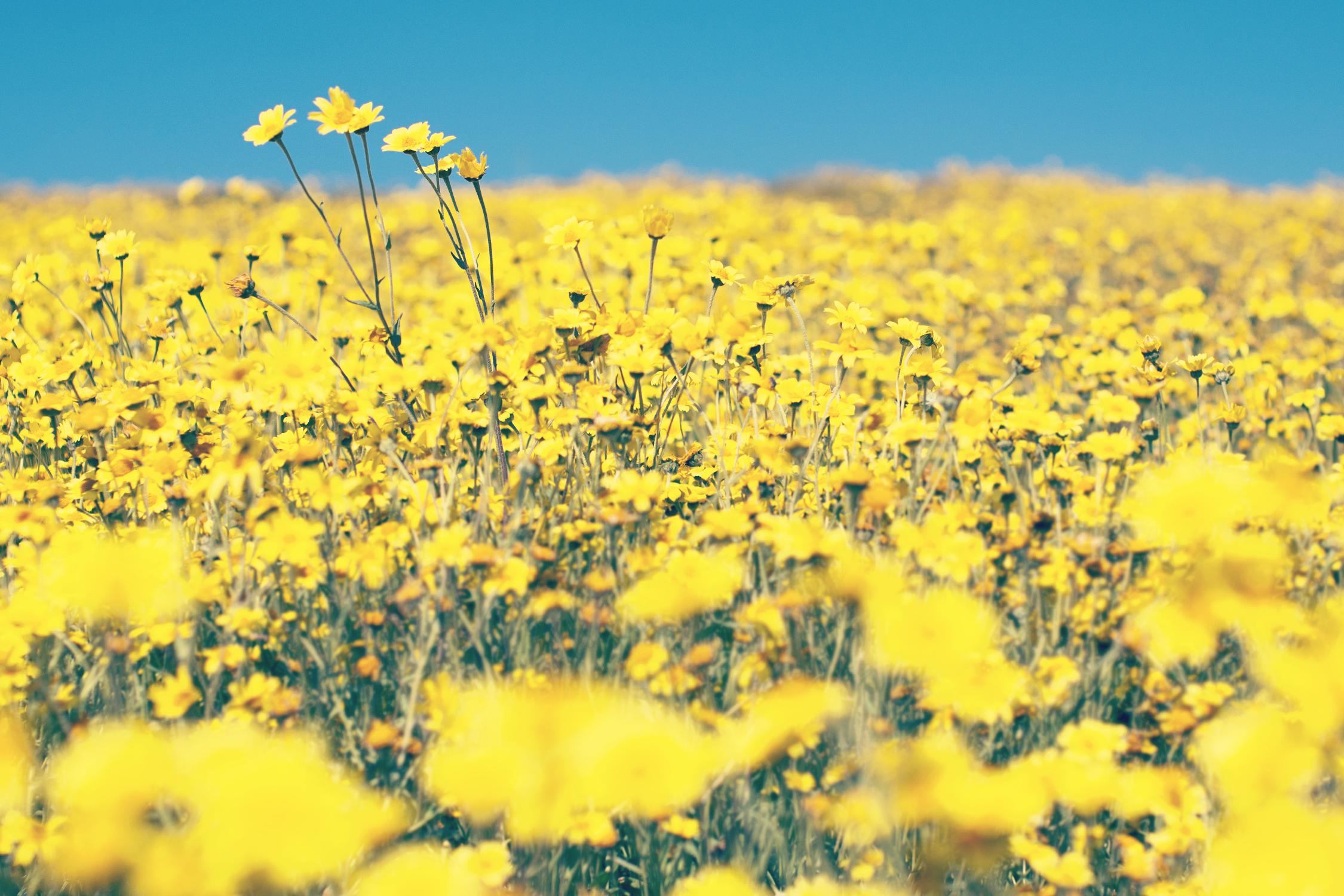 Yellow Floral by Pexels on GIANT ART - blue floral