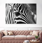 Zoomed Zebra by Pexels on GIANT ART - white animals