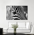 Zoomed Zebra by Pexels on GIANT ART - white animals