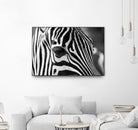 Zoomed Zebra by Pexels on GIANT ART - white animals