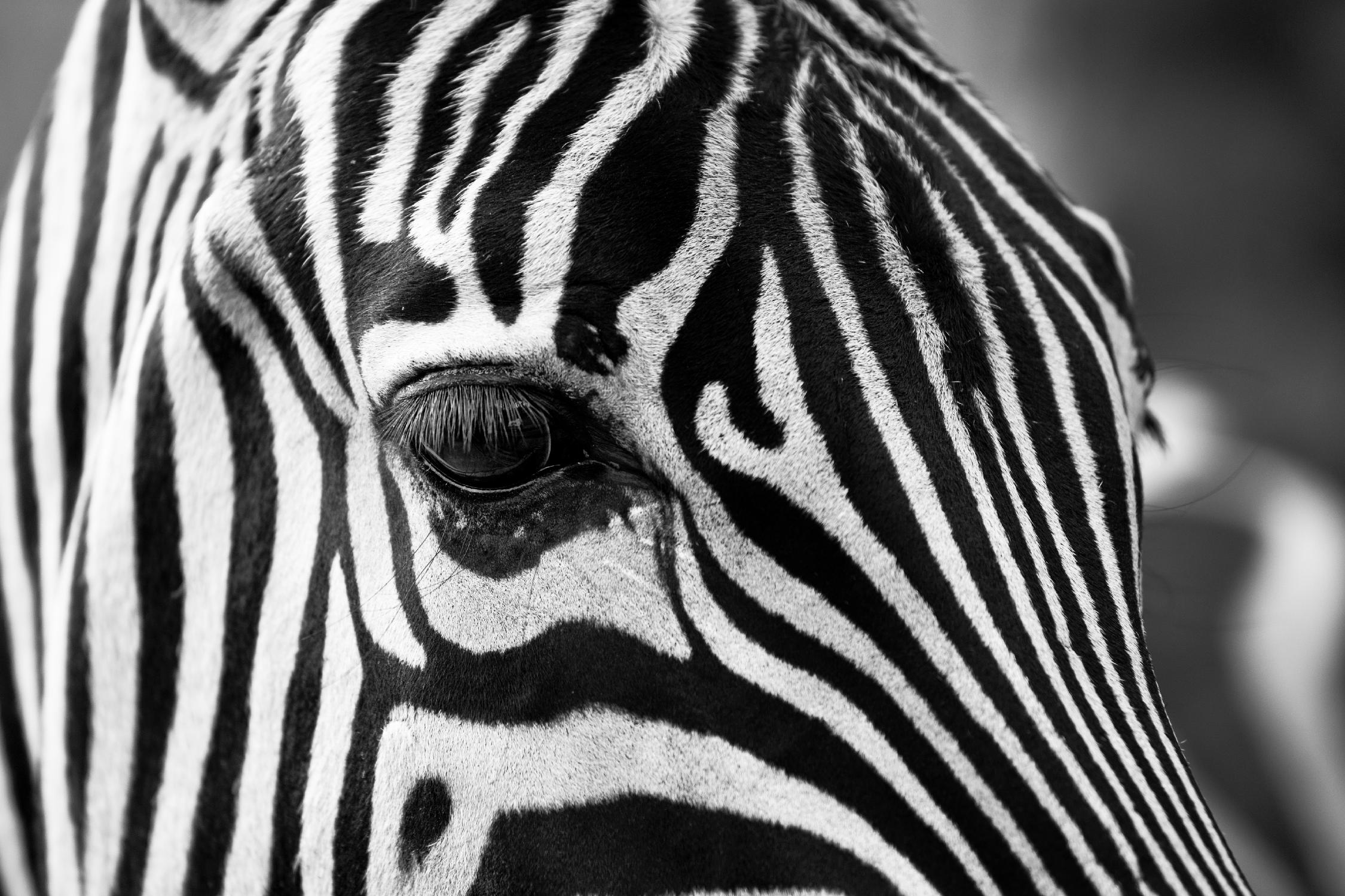 Zoomed Zebra by Pexels on GIANT ART - white animals