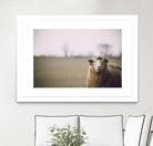 Baa 167 by Pexels on GIANT ART - white animals
