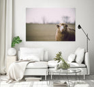 Baa 167 by Pexels on GIANT ART - white animals