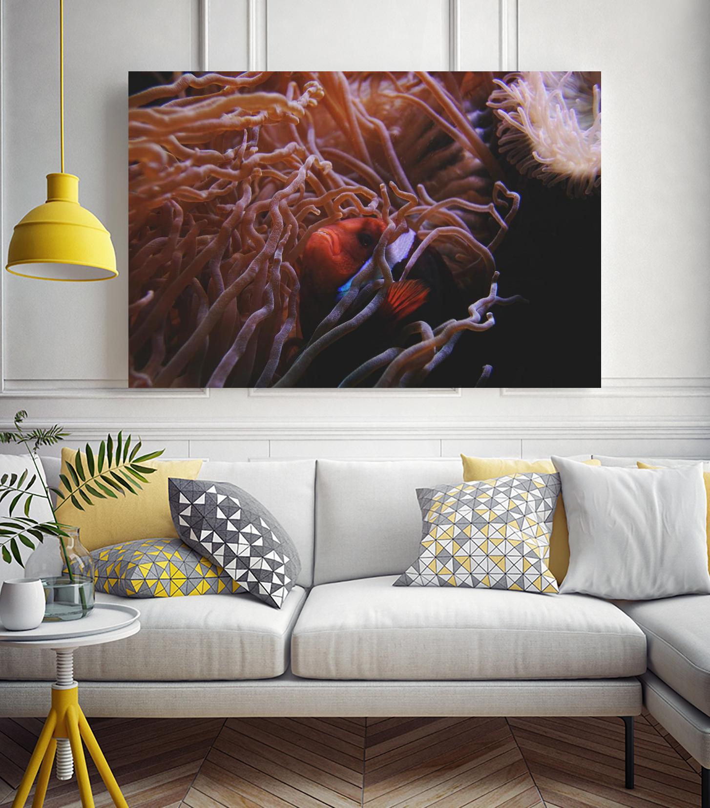 Fish Clown by Pexels on GIANT ART - white animals
