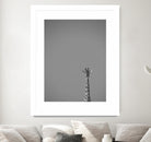 Hello there by Pexels on GIANT ART - black animals