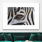 Zebra by Pexels on GIANT ART - white animals
