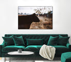 Cow by Pexels on GIANT ART - brown animals