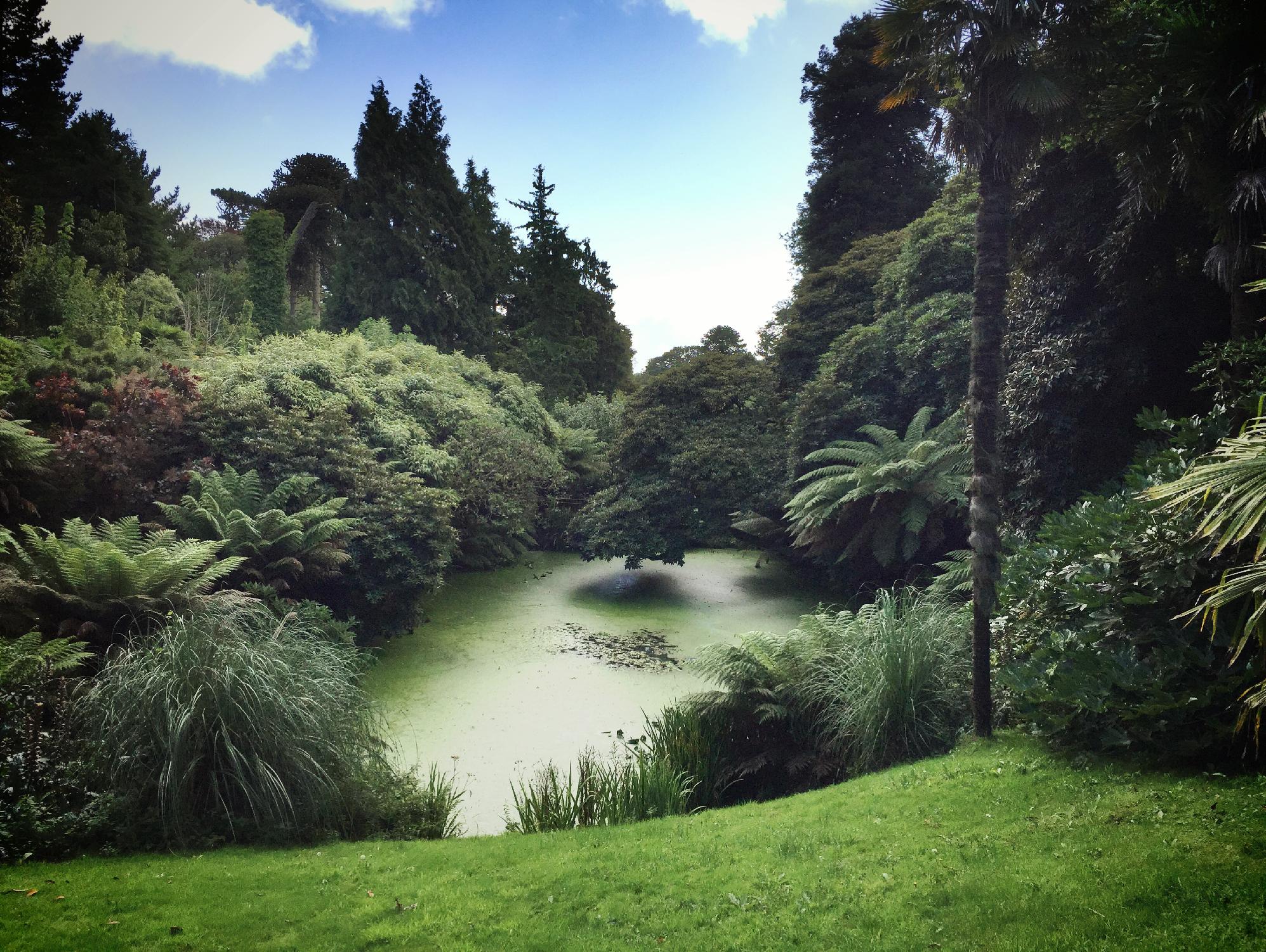 Swamp by Pexels on GIANT ART - black landscape