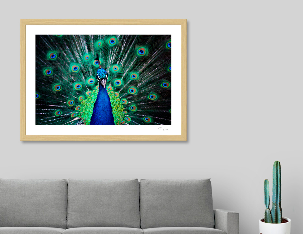 «Peacock» Art Print by Zoltan Toth | Curioos